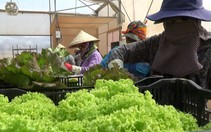 Video clip vạch trần rau giả chỉ là 'tin giả'
