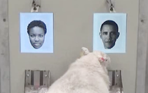 Cừu biết nhận dạng ông Obama, người mẫu Emma Watson