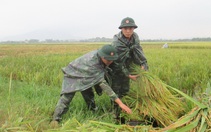 250 chiến sĩ trẻ xuống đồng gặt lúa giúp dân chạy lụt