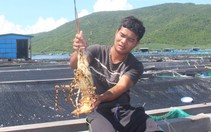 Tảo độc xuất hiện dày đặc trên vịnh Vân Phong