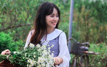 Cúc họa mi xốn xang đầu đông Hà Nội