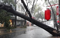 Mưa to gió lớn, cây sao trăm tuổi ở Cần Thơ gãy đổ