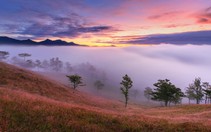 Ngủ đêm giữa rừng để ngắm cỏ hồng lúc bình minh