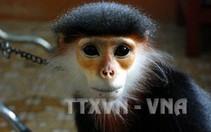 Gắn việc bảo tồn voọc chà vá với phát triển du lịch bền vững