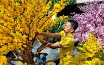 Mai, đào vải chưng tết giá chục triệu vẫn hút khách