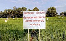 Từ chuyện 'gạo Việt' nghĩ về nông nghiệp hữu cơ
