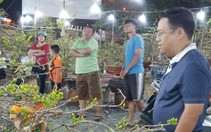 Dân Sài Gòn hối hả săn mai Tết tận khuya