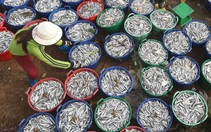 Mở biển, ngư dân trúng đậm cá cơm, mỗi đêm lời trăm triệu