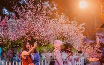 Lễ hội hoa anh đào tại Hà Nội diễn ra từ ngày 23 đến 26-3