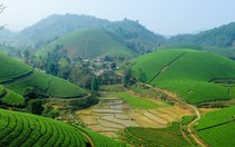 Vẻ đẹp gợi cảm của những đồi chè
