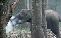 Video voi ‘nhả khói’ làm bối rối khoa học gia