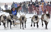 Độc đáo đua tuần lộc tại Siberia