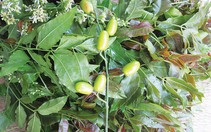 Mùa hoa sầu đâu nở, mẹ ơi, con tìm về