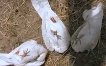 Những 'bậc thầy lừa đảo' trong thế giới động vật