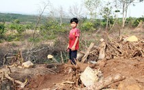 Điều tra việc lập hồ sơ giả vận chuyển cây đa 'siêu khủng'