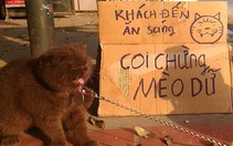 Chú mèo giúp chủ canh quán cơm để... giảm cân