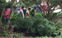 Xóa tụ điểm trồng cần sa của một cơ sở 'Hội thánh Đức Chúa Trời'