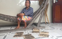 Ruồi bu kín nhà dân gần trại gà hiện đại nhất Tiền Giang