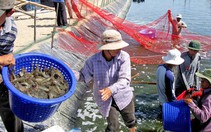 Xuất khẩu tôm sang Mỹ rất khó tăng trưởng mạnh thời gian tới