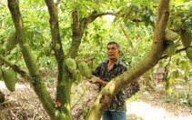 Khóm, mãng cầu không lo “ế”