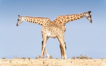 Ảnh thiên nhiên đẹp ngẩn ngơ từ cuộc thi ảnh du lịch NatGeo