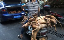 Hà Nội vận động người dân bỏ ăn thịt chó
