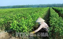 Tạo lập cơ chế tích tụ, tập trung ruộng đất cho sản xuất quy mô