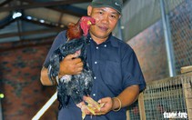 Gà Đông Tảo tặng tết giá 2,5-4 triệu đồng/ con