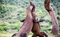 Indonesia lại mở cửa đảo rồng Komodo, ra mắt gói vé 1.000 USD