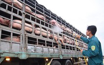 Khởi tố vụ 'khai khống' heo bị dịch tả heo châu Phi để nhận tiền hỗ trợ