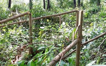 Hơn 4.000 cây keo rừng trồng của dân bị kẻ xấu chặt đứt ngang