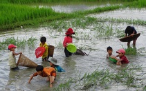 'Sáng giờ em bắt được ba con cá, em kính tặng thầy'