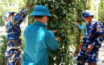 Cùng nhau ra vườn hái tiêu giúp nông dân