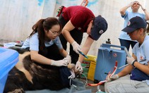 Giao 3 con gấu nuôi nhốt gần 20 năm cho trung tâm cứu hộ