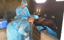 Công bố dịch lở mồm long móng heo tại huyện Krông Bông