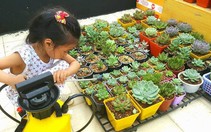 Hội mê trồng cây, họp chợ tặng nhau miễn phí