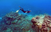 Nắng nóng đang tàn phá hệ sinh thái đại dương