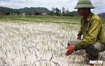 Cách chức một chủ tịch xã ‘ăn chặn’ tiền hỗ trợ lúa bệnh