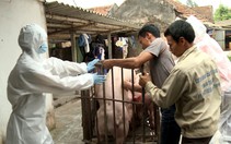 23 ổ dịch tả heo châu Phi đã được khống chế