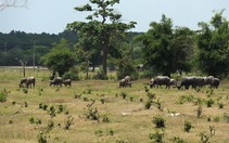 Sài Gòn Safari: Giao dự án trước khi quy hoạch sử dụng đất được duyệt
