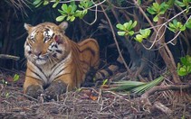 Hổ Bengal có thể tuyệt chủng trong 50 năm tới