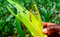 Nông nghiệp Trung Quốc chưa xong tả heo, phải đối mặt sâu keo