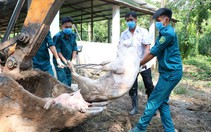 Dịch tả heo châu Phi: Các tỉnh phát sốt vì tài chính