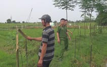 Tạm giữ nghi phạm chặt phá 141 cây gỗ xoan, xà cừ để trả thù cá nhân