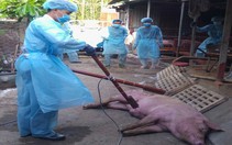 TP.HCM ban hành mức hỗ trợ người chăn nuôi có heo bị dịch tả châu Phi