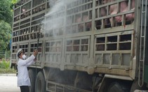 Địa phương thứ 53 trên cả nước công bố dịch tả heo châu Phi