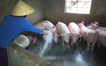 Việt Nam có kết quả bước đầu về văcxin chống dịch tả heo châu Phi