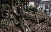 100 cây hoa sữa được di dời đến bãi rác Nam Sơn