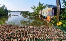 Cá lóc phơi khô trên đường về Hồng Ngự