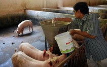 Đề xuất cho người chăn nuôi heo khoanh nợ, giãn nợ, giảm lãi vay